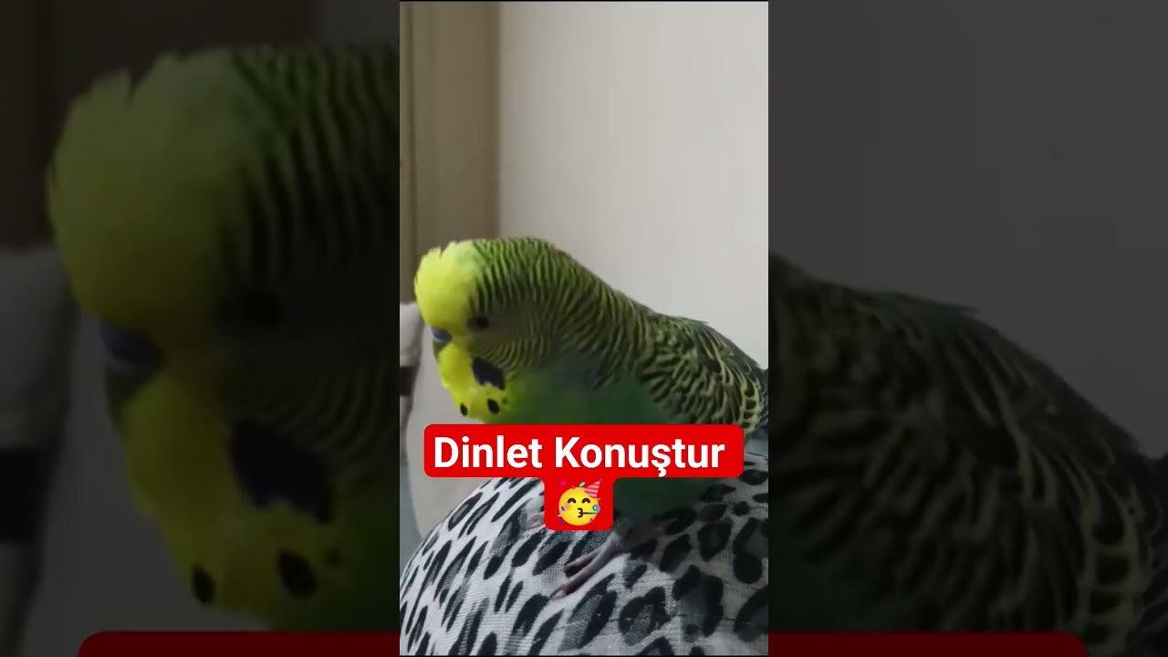 Konuşan Muhabbet Kuşu , #konuşankuş #konuşanmuhabbetkuşu #muhabbetkuşu #muhabbetkuşufıstık #birds