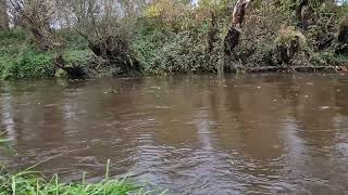 River with muddy water after heavy rainfall. Beautiful nature video.