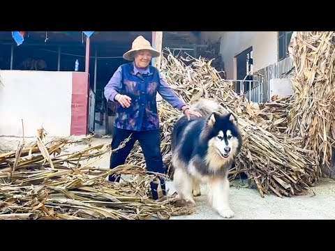 大王和奶奶去喂牛，过程中边玩还不忘维持秩序 Dawang and grandma went to feed the cows, keep order and play with cows