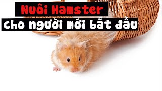 Cách nuôi chuột hamster cho người mới bắt đầu (lần đầu nuôi) | Dayspet