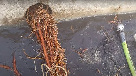 Removing Roots from Area Drains in Ventura CA