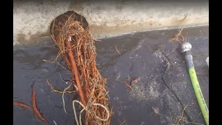 Removing Roots from Area Drains in Ventura CA