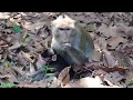 The day for monkey knock out in some dual place