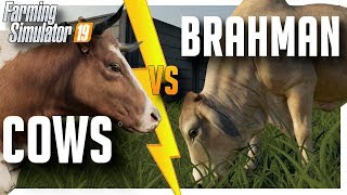 The Difference Between Cows And Brahman Farming Simulator 19