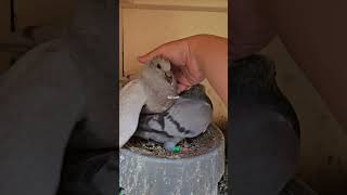 An update on my Kittel cross line 4/22/26