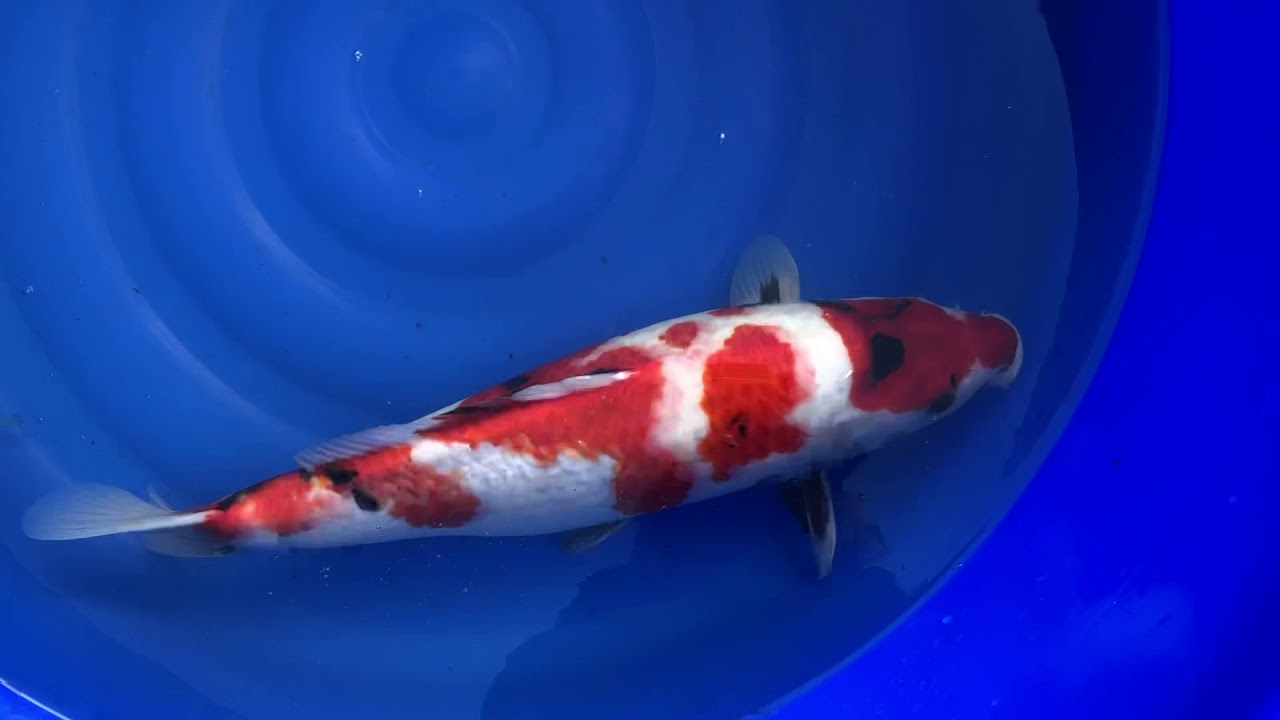 Showa Koi Teich Service YouTube