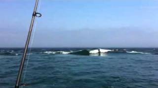 Cape Cod Rips