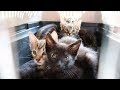 4 Abandoned Kittens Rescued from Living inside a Tree