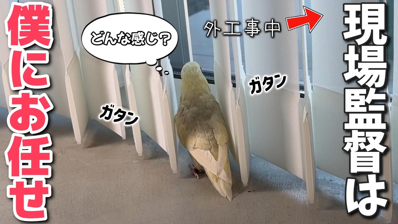 工事のお兄さんが気になるインコ💛毎日のお仕事は現場監督！【サザナミインコ】