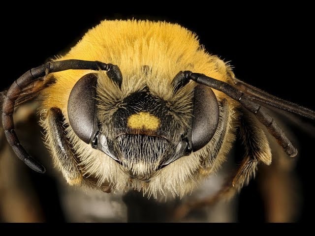 First-ever study shows bumble bees 'play' - Queen Mary University of London