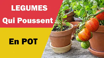 Quels légumes cultiver en pot ?