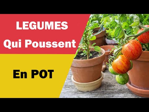 Vidéo: Plantes de souci en pot : apprenez à faire pousser des soucis dans des conteneurs