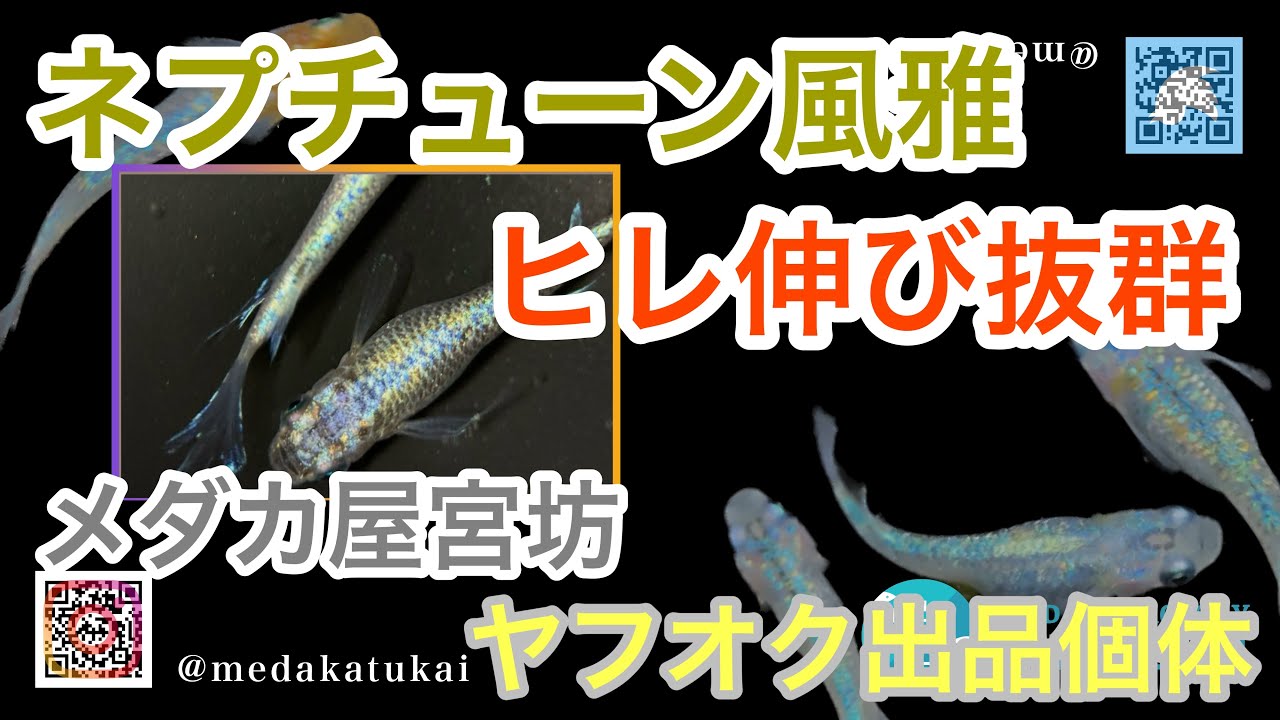 オリジナル品種！ネプチューン風雅！ヒレ伸び抜群です?【メダカ屋宮坊 