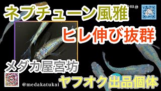 オリジナル品種！ネプチューン風雅！ヒレ伸び抜群です😊【メダカ屋宮坊