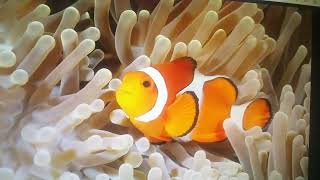 Finding Nemo Remake Part 6 Nemo Gets Captured