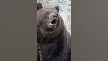 Roaring Brown Bear Majestic Sounds Of The Wild 