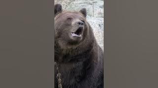 Roaring Brown Bear: Majestic Sounds of the Wild