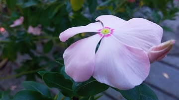 Cây Hoa Rau Dừa Cạn Chữa Bệnh Gì? Trang TiDi #79