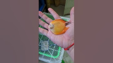 Cá dĩa vàng chết làm mồi cho rùa Common to