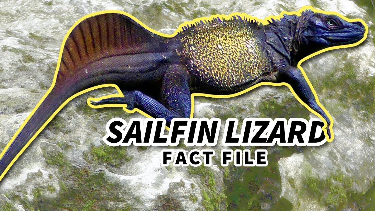 Sailfin Lizard Facts The WATER DRAGON Animal Fact Files YouTube Sailfin Lizard Facts The WATER DRAGON Animal Fact Files YouTube