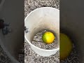 Never struggle to pick fruit off the ground again — this incredible #FloridaDIY #DIYHack #HandyTrick