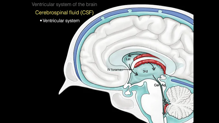 The ventricular system - DayDayNews
