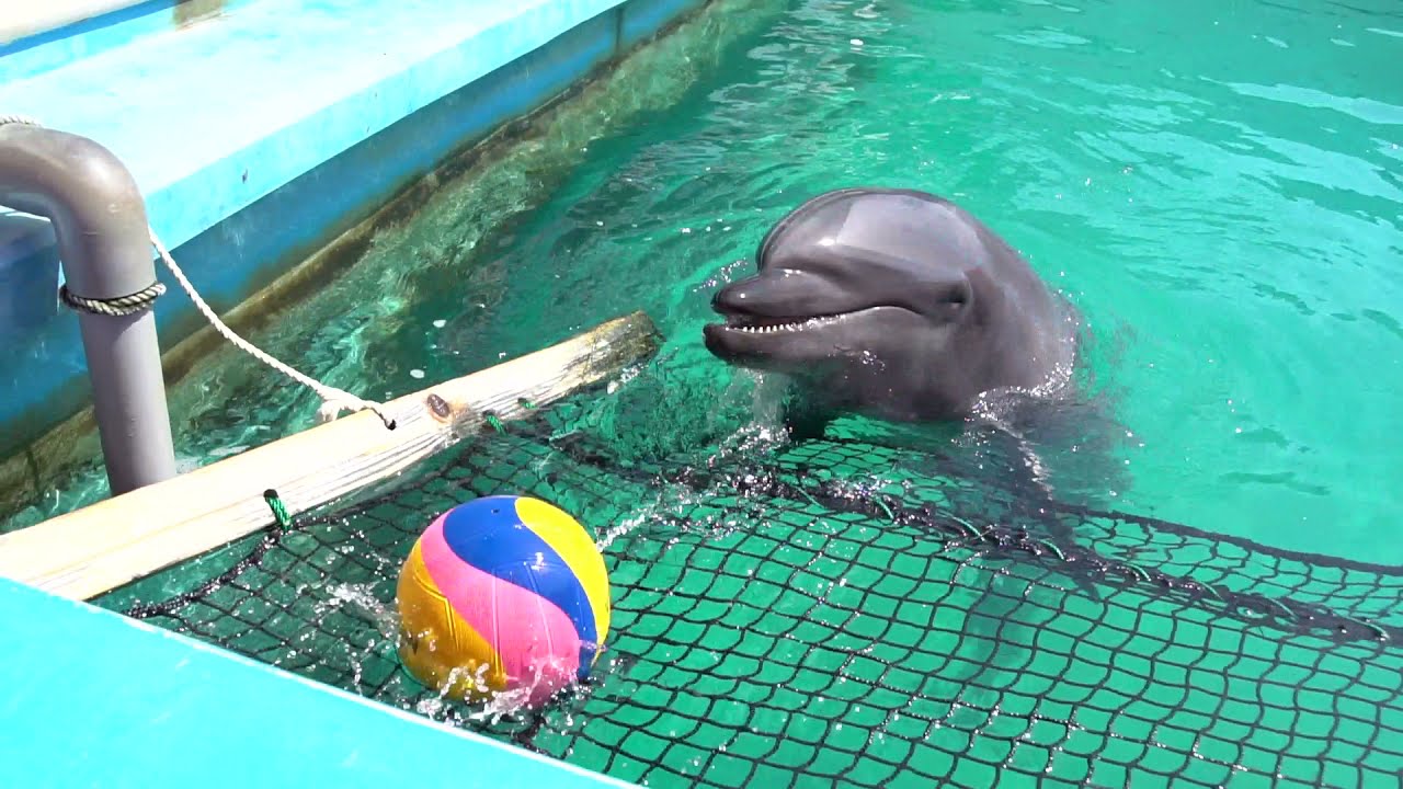 ♢イルカのパラダイス♢1点物