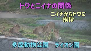 ライオン園　トワとニイナの関係　ニイナからトワに挨拶　多摩動物公園　字幕付き　pride of Lions at Tama zoo