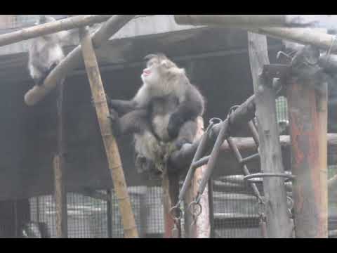 A male of black snub-nosed monkey