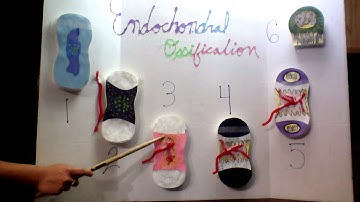 Jasmin Beltran Pedrego