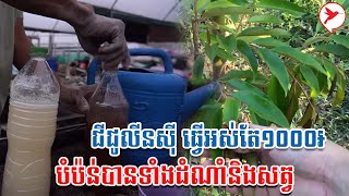 ជីជូលីនស៊ី ធ្វើអស់តែ១០០០៛ បំប៉ន់បានទាំងដំណាំនិងសត្វ | កម្មវិធីកសិកម្ម