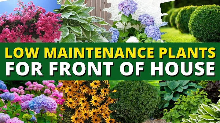 5 Best Low Maintenance Plants for Front of House Garden  🌿🍃 Ground Cover Plants 👍👌 - DayDayNews