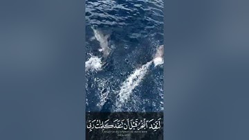 تلاوة للاسترخاء والنوم العميق l رزكار الكردي قل لو كان البحر مدادا لكلمات ربي