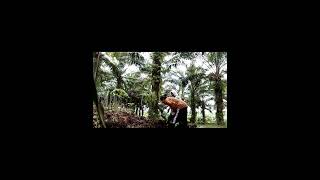 Semangat berproses para perantau, PT Agro Bukit Central Kalimantan Tengah.