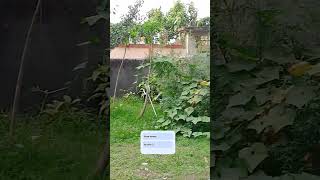 video banana hamara kam hai or iski koi salery nahi hota #indiantelevision