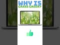 Why is grass green?