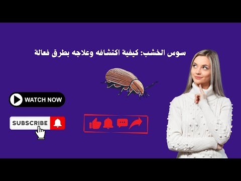 سوس الخشب كيفية اكتشافه وعلاجه بطرق فعالة