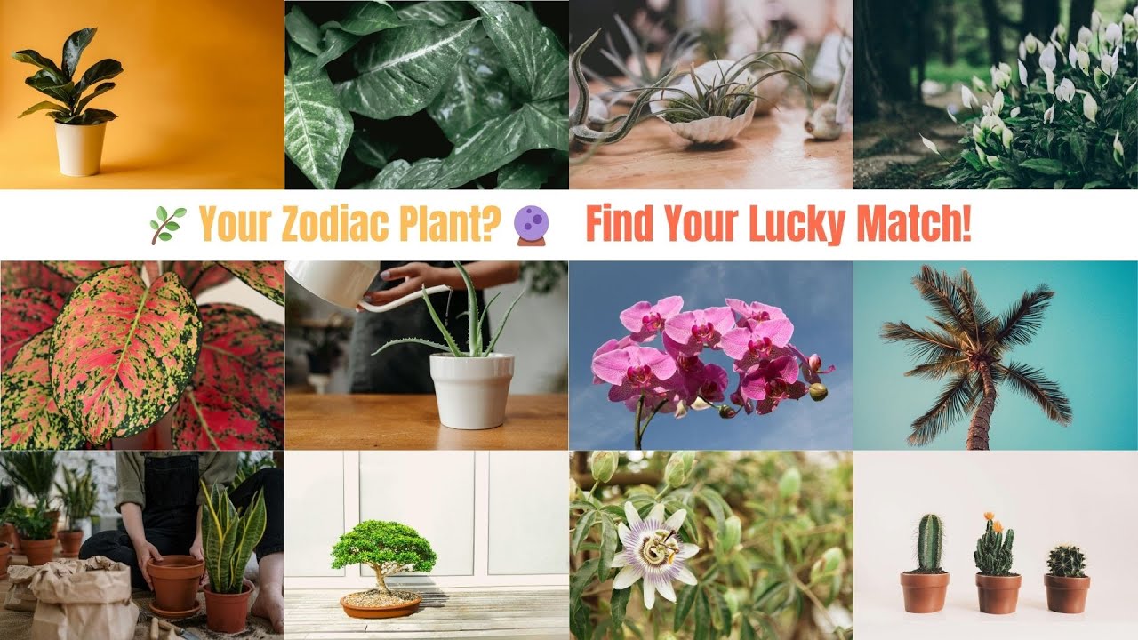 🌿✨ Zodiac Plants: The Perfect Plant for Every Star Sign! ✨🌿