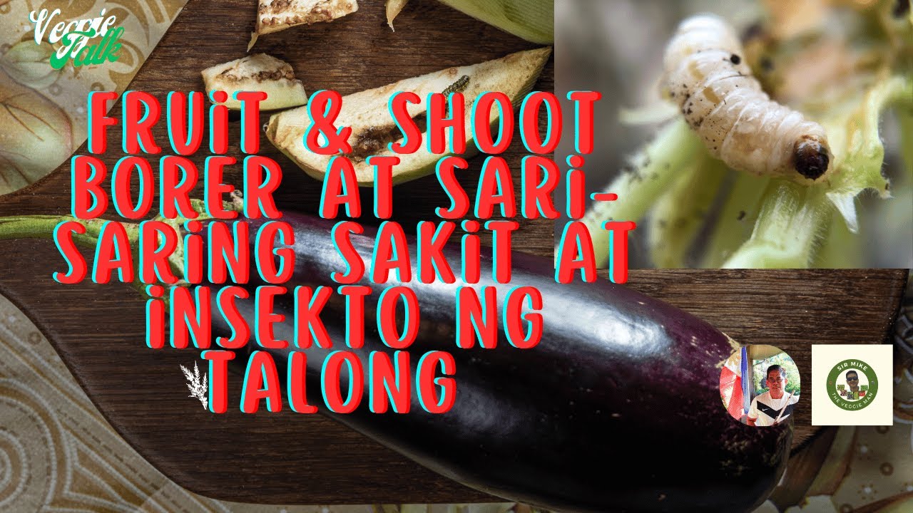Fruit & shoot borer (manunusok) at sari-saring peste at sakit ng talong I paano maiiwasan