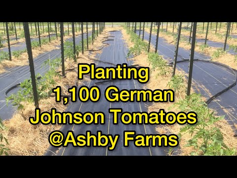 Video: Kas ir Hazelfield fermas tomāts - kā audzēt Hazelfield fermas tomātus