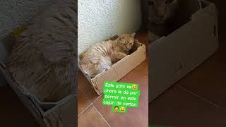 Amo este gato😻💕 #cat #catvlog #catshorts #lovely #cute #shortvideo #shortvlog #amor #familia #lindo