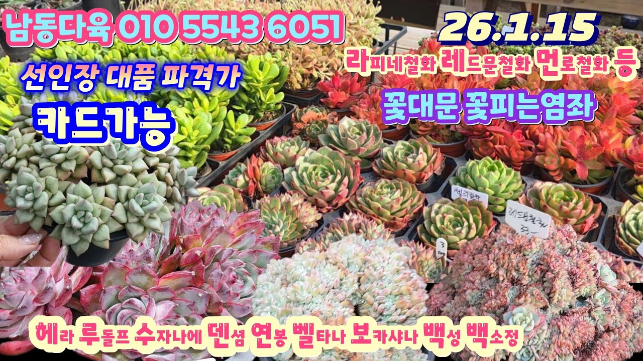 남동다육(3)묵둥이 선인장 부자재 깍지약등/헤라 루돌프군생 연봉 벨타나 메비나 덴셤 블루빈스등