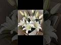 Flower #fyp #shorts #viralshorts #kpop #bts