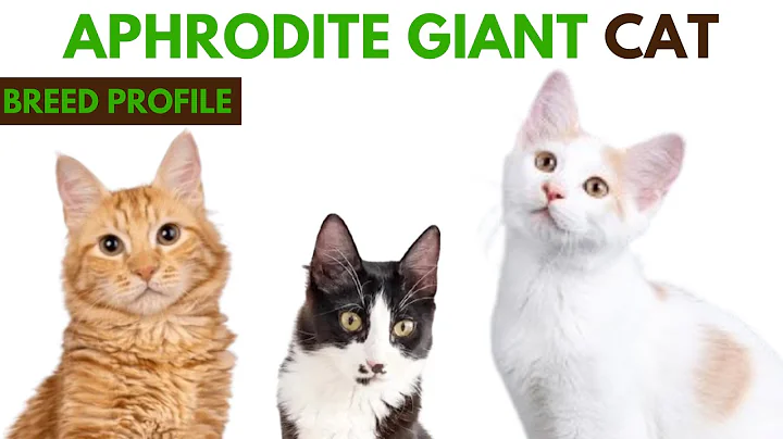 Watch the video about Aphrodite Giant Cat Breed Profile History - Traits - Price - Aphrodite Giant Cat Grooming Needs