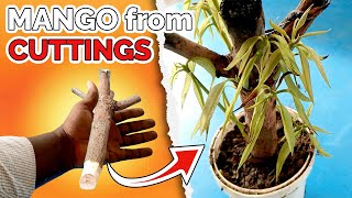 How to Grow MANGO TREE from CUTTINGS