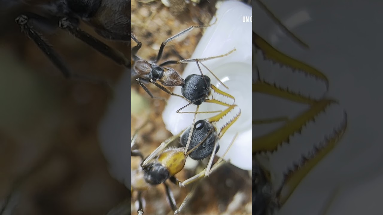 J'élève une fourmis venimeuse chez moi ! 