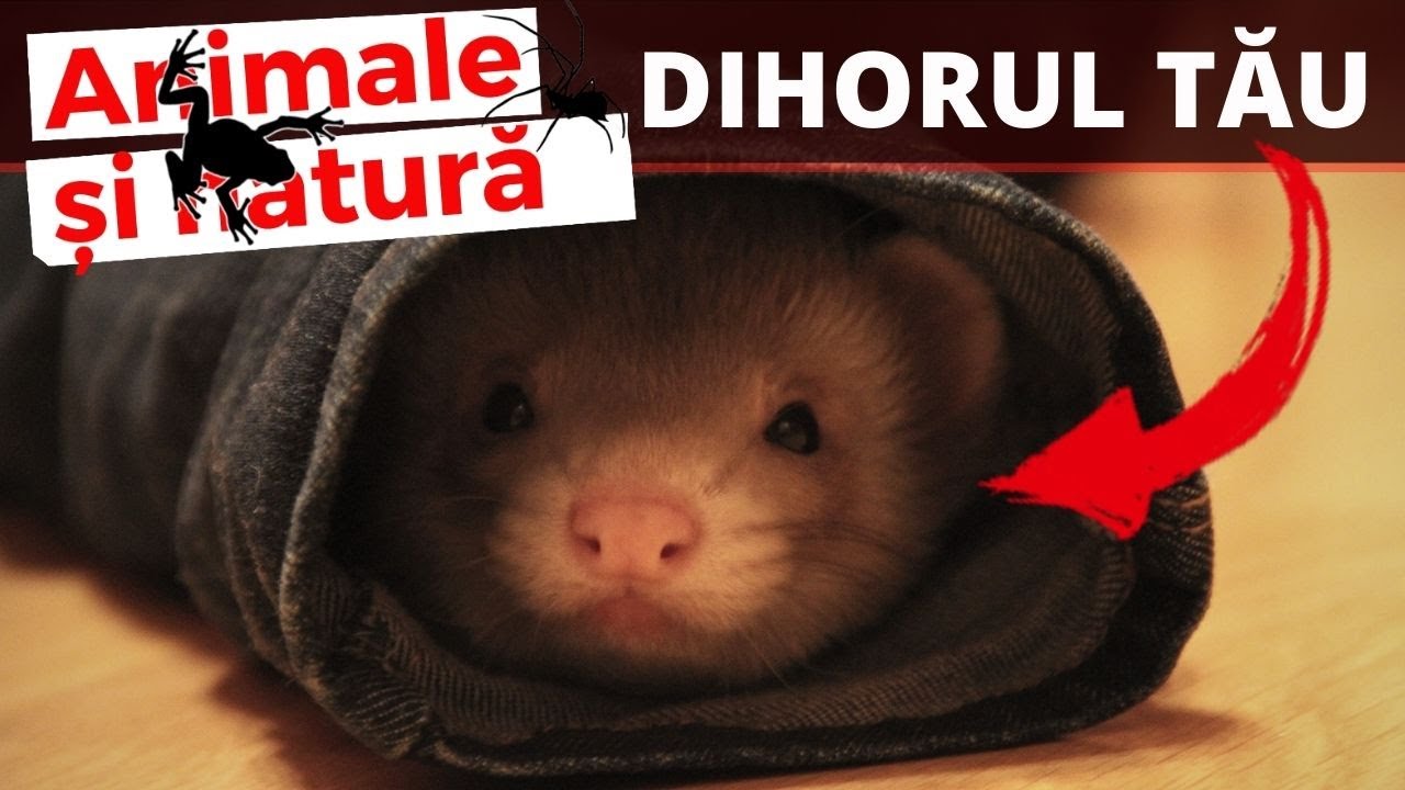 Dihorul Un Animal De Companie Mai Special Youtube