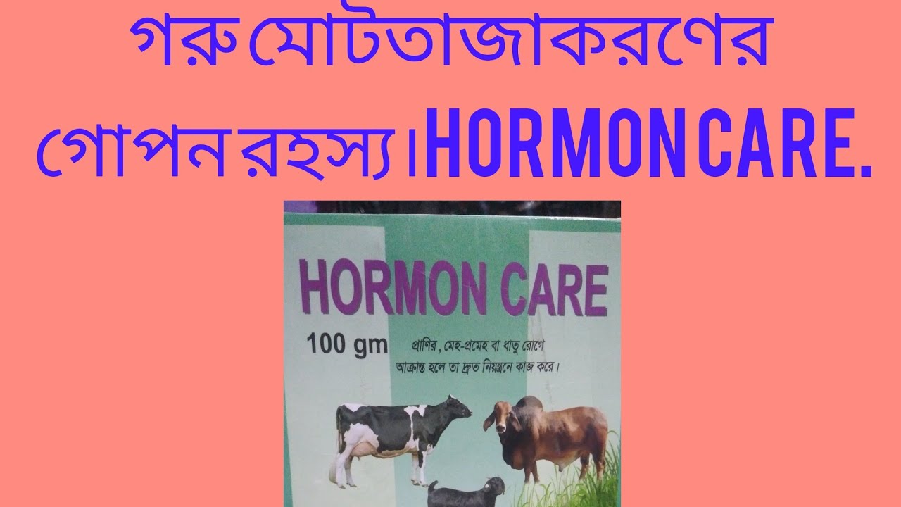 গরু মোটতাজাকরণের গোপন রহস্য।Hormon Care.Tuba Tv গরু মোটতাজাকরণের গোপন রহস্য
