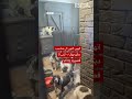 84 dogs rescued from house contaminated with urine and faeces - BBC URDU