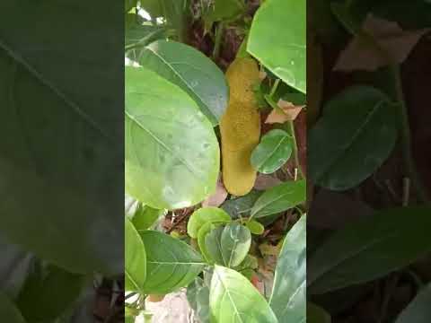 Jackfruit (Katahal)